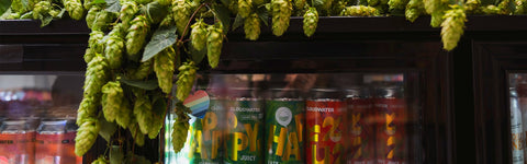 Manchester Brewery Taproom. Fridges stocked with Happy and Fuzzy, fresh hops from Kent cascading over the fridge