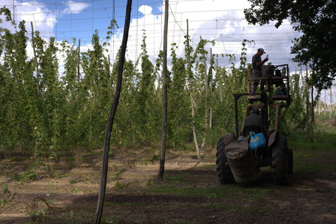 A field at Hukins Hop farm in Kent, with rows of hop bines held up by wire for the hops to grow up. Cloudwater Brew Co visited Hukins for their 2025 hop harvest. To the right is a tractor with a cherry picker and a worker inside, ready to pick the hop bines and bale them. Cloudwater Brew Co visited Hukins for their 2025 hop harvest and created a fresh hop beer with the Challenger variety