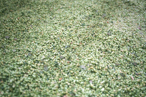 A close-up of piles upon piles of hop flowers after the 2025 hop harvest at Hukins Hop Farm in Kent. Cloudwater Brew Co visited Hukins for their 2025 hop harvest and created a fresh hop beer with the Challenger variety
