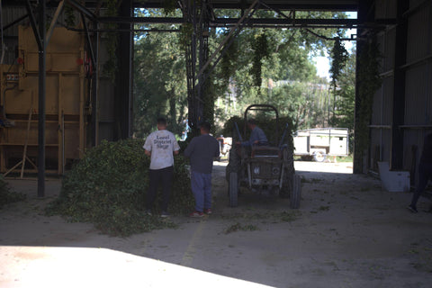 Inside the processing area at Hukins Hop farm in Kent, 2 men face a large pile of hops in a hanger-like area, with a third man on a tractor pulling yet more bines of hops in.Cloudwater Brew Co visited Hukins for their 2025 hop harvest and created a fresh hop beer with the Challenger variety