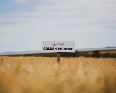 Seeking The Golden Promise, a tour with Simpsons Malt