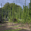 A field at Hukins Hop farm in Kent, with rows of hop bines held up by wire for the hops to grow up. To the left is a tractor with trailer for collecting the hop bines. Cloudwater Brew Co visited Hukins for their 2025 hop harvest and created a fresh hop beer with the Challenger variety