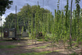A field at Hukins Hop farm in Kent, with rows of hop bines held up by wire for the hops to grow up. To the left is a tractor with trailer for collecting the hop bines. Cloudwater Brew Co visited Hukins for their 2025 hop harvest and created a fresh hop beer with the Challenger variety