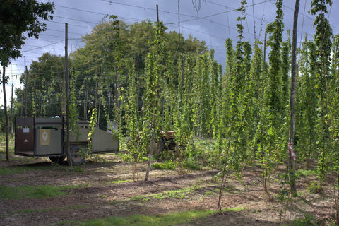 A field at Hukins Hop farm in Kent, with rows of hop bines held up by wire for the hops to grow up. To the left is a tractor with trailer for collecting the hop bines. Cloudwater Brew Co visited Hukins for their 2025 hop harvest and created a fresh hop beer with the Challenger variety
