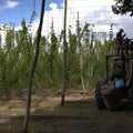 A field at Hukins Hop farm in Kent, with rows of hop bines held up by wire for the hops to grow up. Cloudwater Brew Co visited Hukins for their 2025 hop harvest. To the right is a tractor with a cherry picker and a worker inside, ready to pick the hop bines and bale them. Cloudwater Brew Co visited Hukins for their 2025 hop harvest and created a fresh hop beer with the Challenger variety