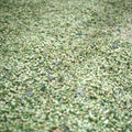 A close-up of piles upon piles of hop flowers after the 2025 hop harvest at Hukins Hop Farm in Kent. Cloudwater Brew Co visited Hukins for their 2025 hop harvest and created a fresh hop beer with the Challenger variety