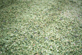 A close-up of piles upon piles of hop flowers after the 2025 hop harvest at Hukins Hop Farm in Kent. Cloudwater Brew Co visited Hukins for their 2025 hop harvest and created a fresh hop beer with the Challenger variety