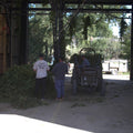 Inside the processing area at Hukins Hop farm in Kent, 2 men face a large pile of hops in a hanger-like area, with a third man on a tractor pulling yet more bines of hops in.Cloudwater Brew Co visited Hukins for their 2025 hop harvest and created a fresh hop beer with the Challenger variety